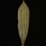 Rare aboriginal spear thrower