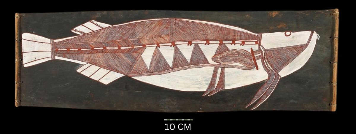 13 Barramundi, c.1960