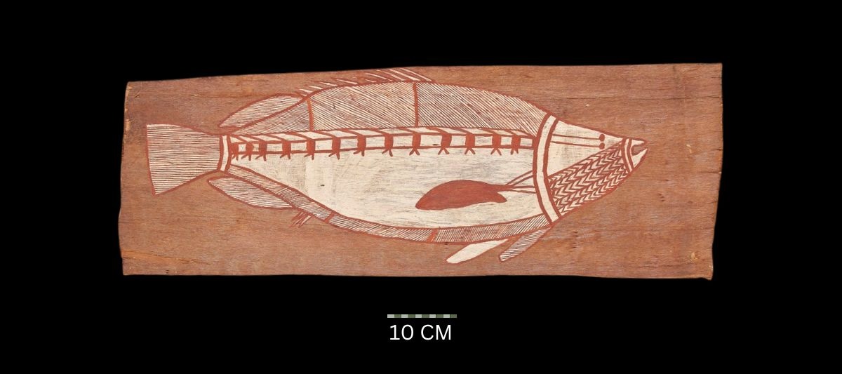 Barramundi, c.1964