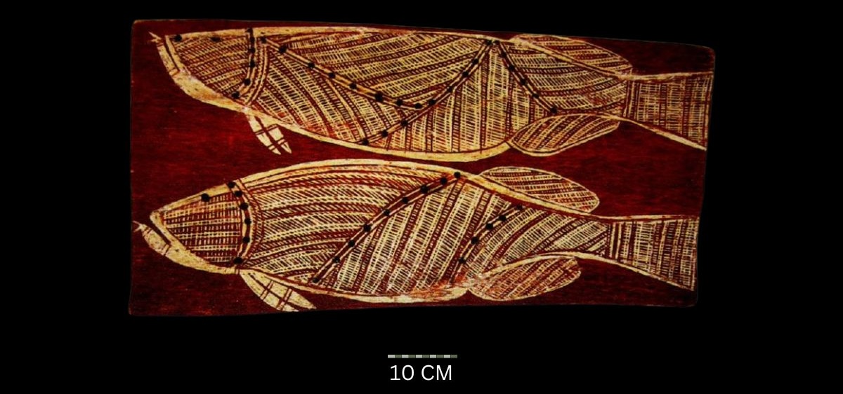 Two Barramundi c. 1968
