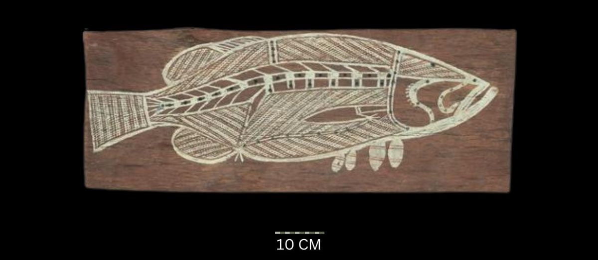 Barramundi 1969