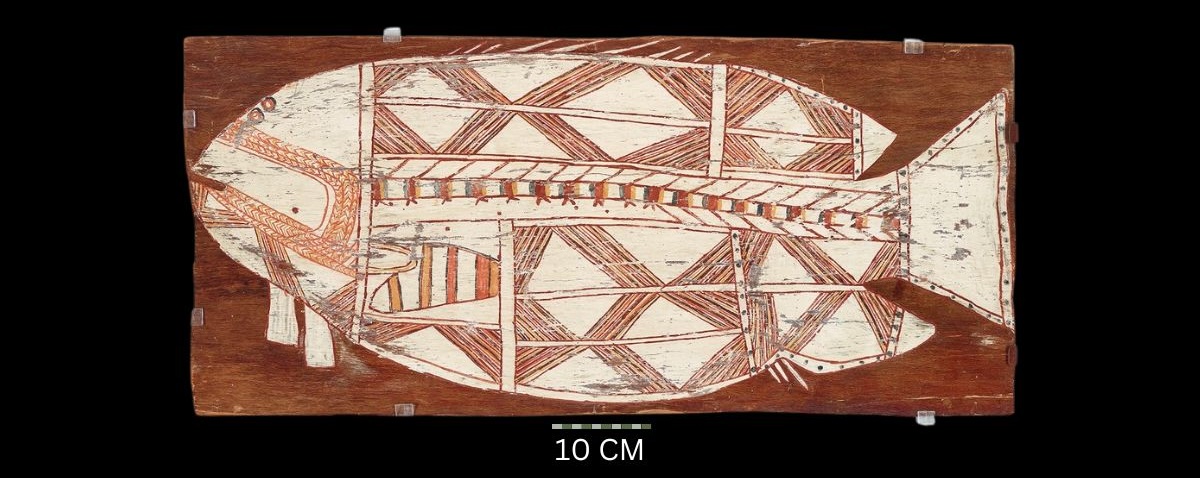 Barramundi, c.1960