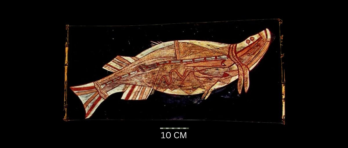 Barramundi