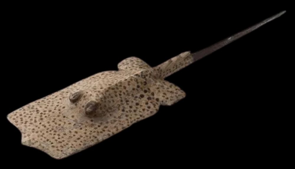 Mani Luki Wommatakimmi stingray