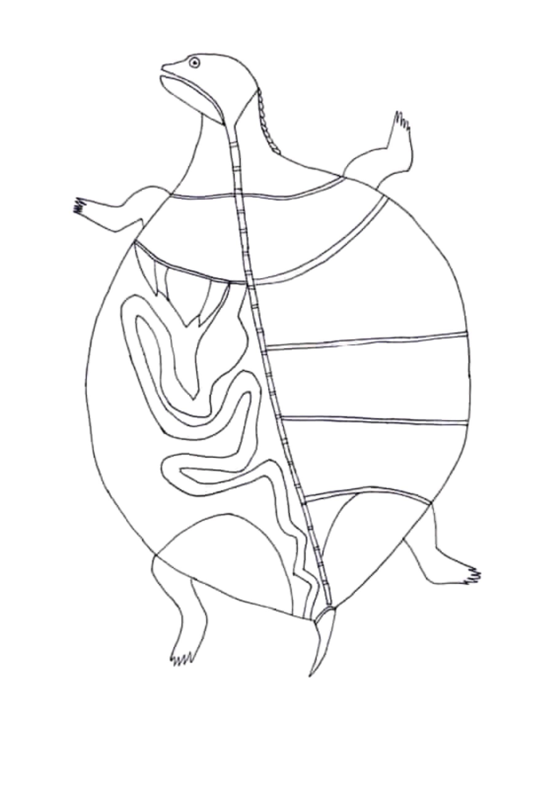Outline of a turtle in X-Ray style for teachers to use as a colouring in resource for teachers, teaching about animals in aboriginal art