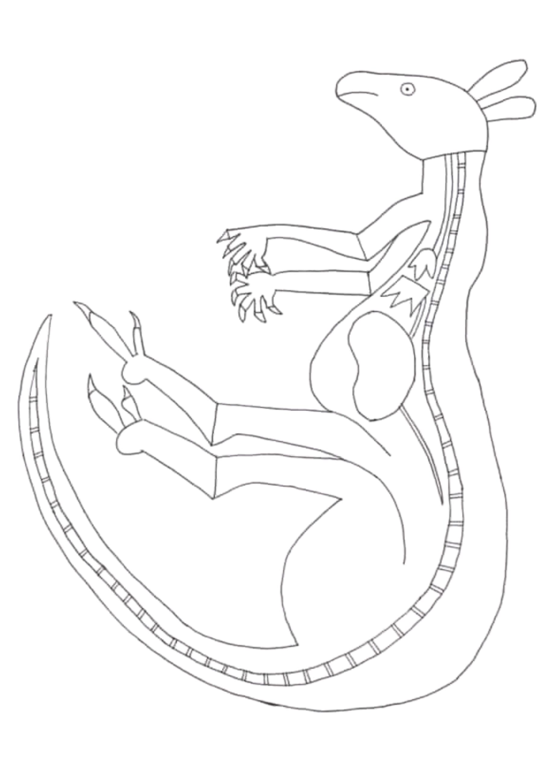 Outline of a Kangaroo in X-Ray style for teachers to use as a colouring in resource for teachers, teaching about animals in aboriginal art
