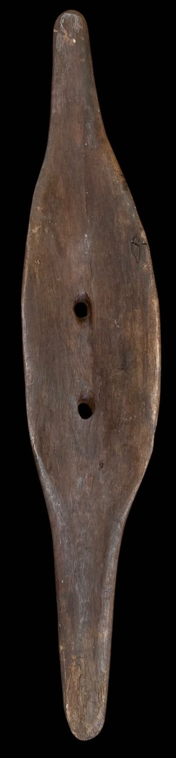 East Australian Broad shield back