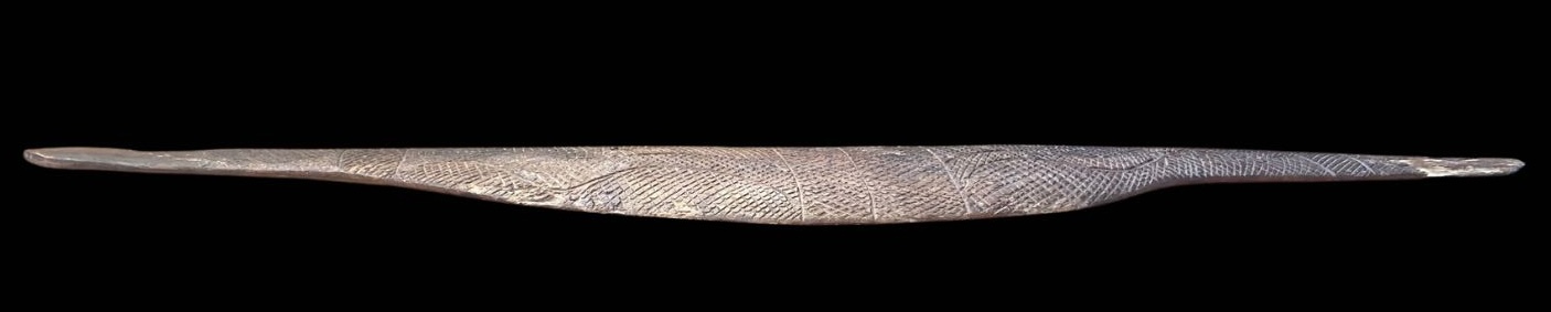 East Australian Broad shield side