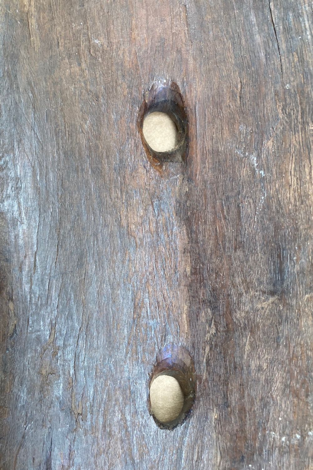 Holes in East Australian Broad shield