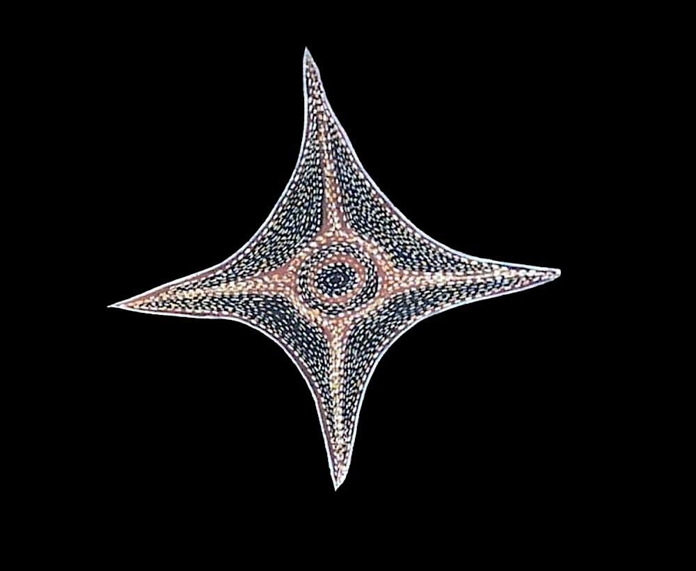 Aboriginal Bark painting depicting Barnumbirr the morning Star