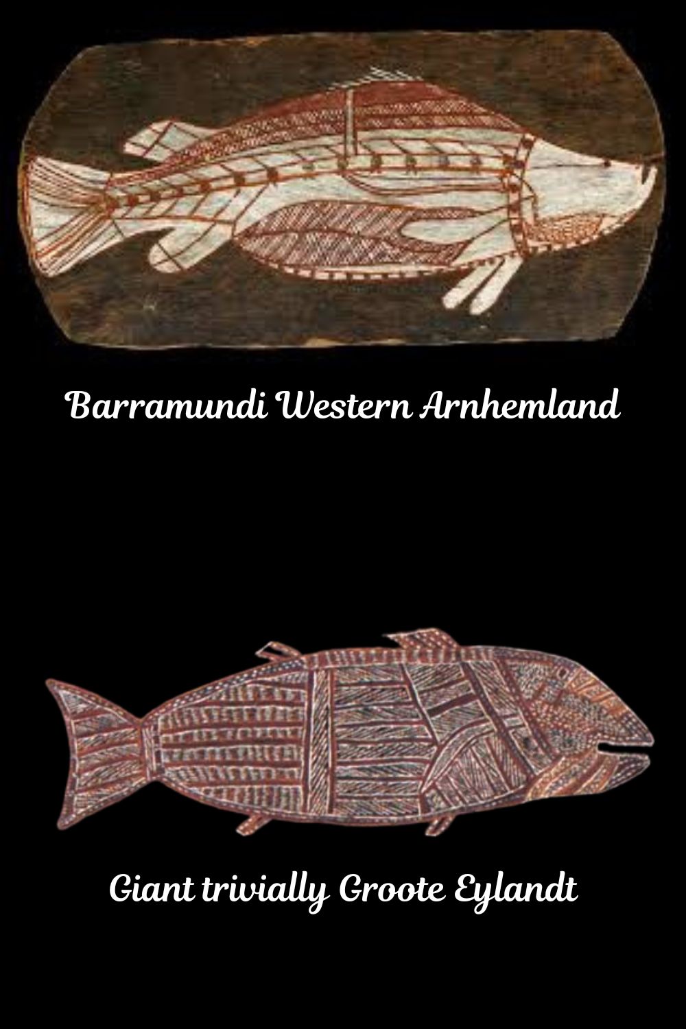 Aboriginal bark paintings of barramundi fish from western Arnhem Land and Groote Eylandt showing regional fish art traditions