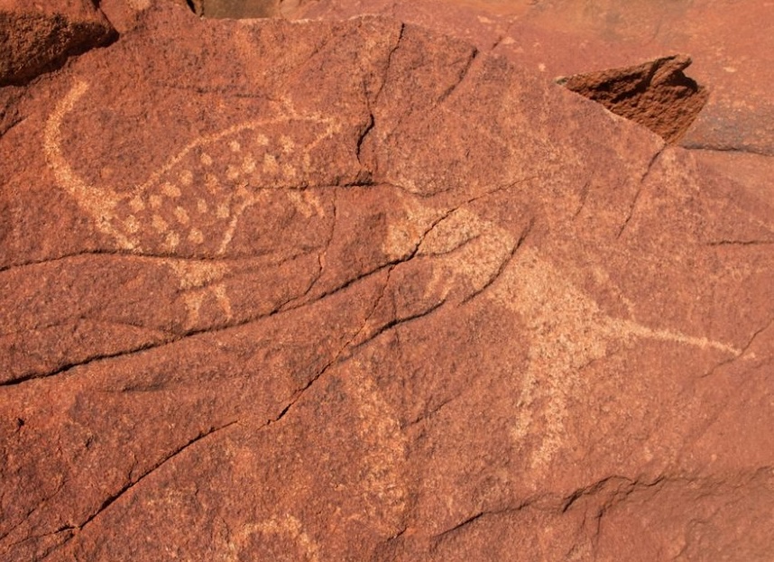 Ancient quoll engraving from Murujuga Rock Art carved into volcanic stone on the Burrup Peninsula in Western Australia.