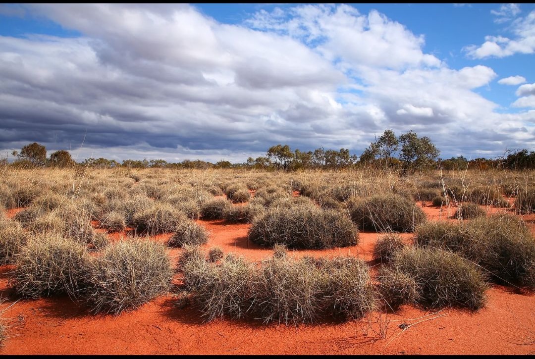 Spinifex grass growing across red desert sands in the Great Victoria Desert, traditional Country of the Spinifex people in Western Australia.