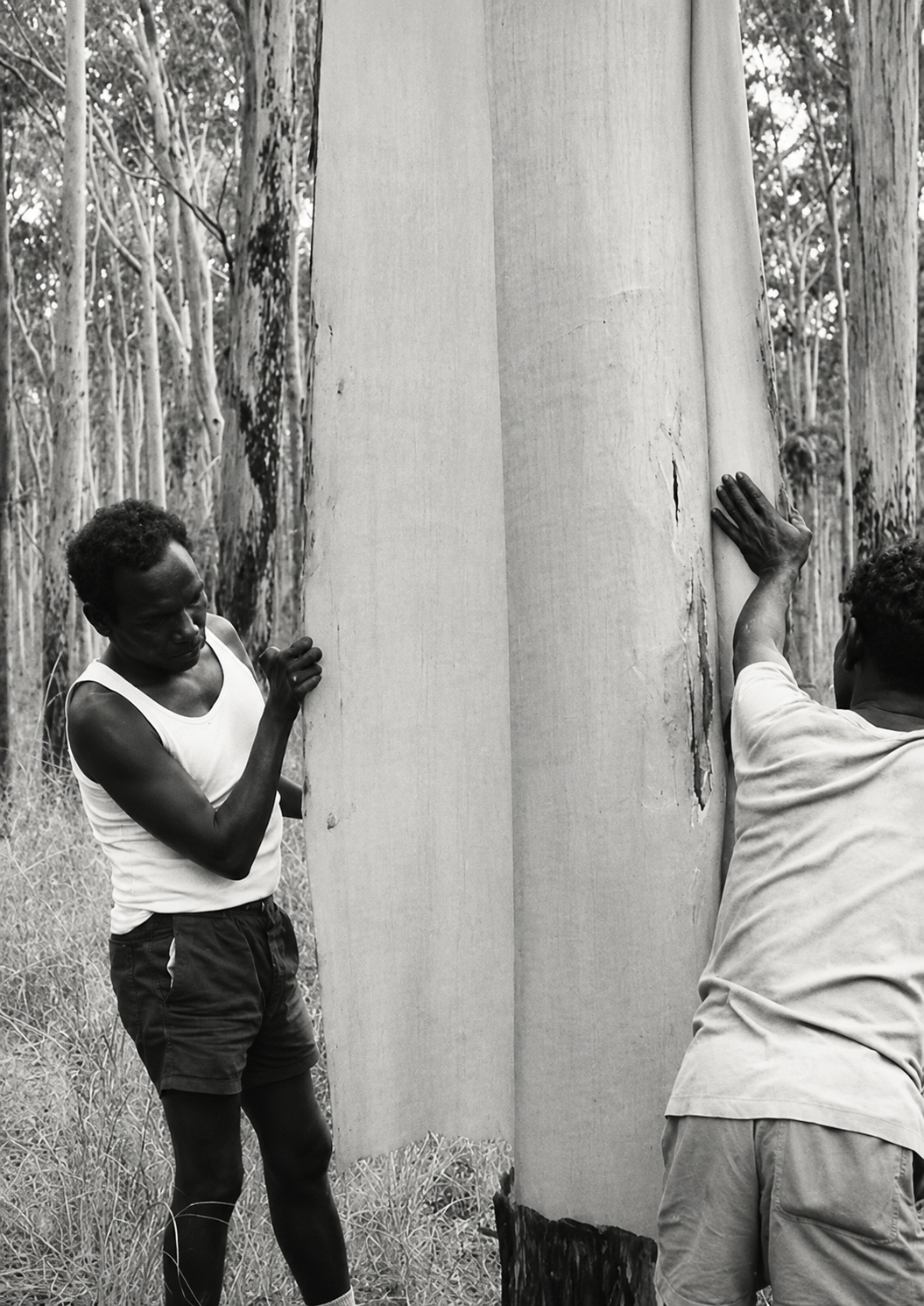 Black-and-white photograph of two Aboriginal men removing and preparing a large sheet of eucalyptus bark from a tree in northern Australia.