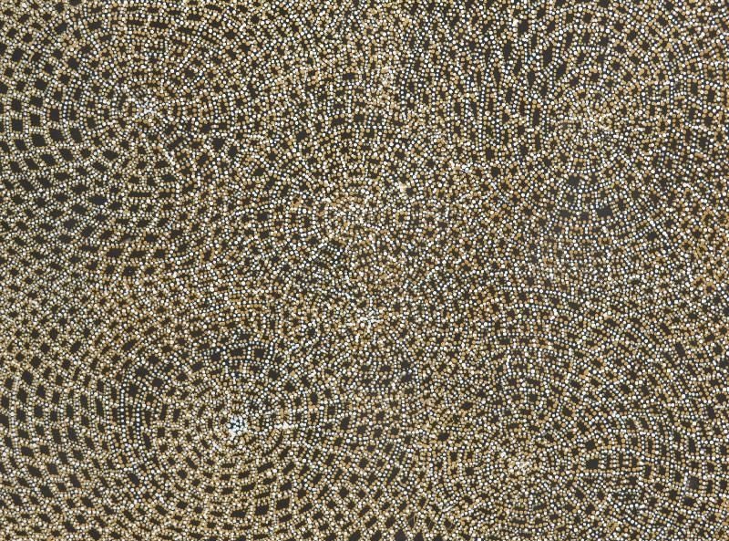 Dorothy Napangardi Mina Mina 2001 acrylic on linen featuring intricate white and ochre dotted pathways radiating across a black ground representing Mina Mina Country.