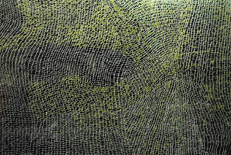 Dorothy Napangardi Women's Dreaming 2001 acrylic on canvas featuring flowing black and olive-green dotted grids representing the ancestral journeys of the Women's Dreaming at Mina Mina.