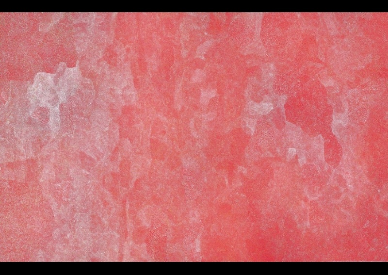 Bush Plum painting by Angelina Pwerle, with thousands of extremely fine pale dots forming subtle irregular patterns across a vivid pink-red ground.