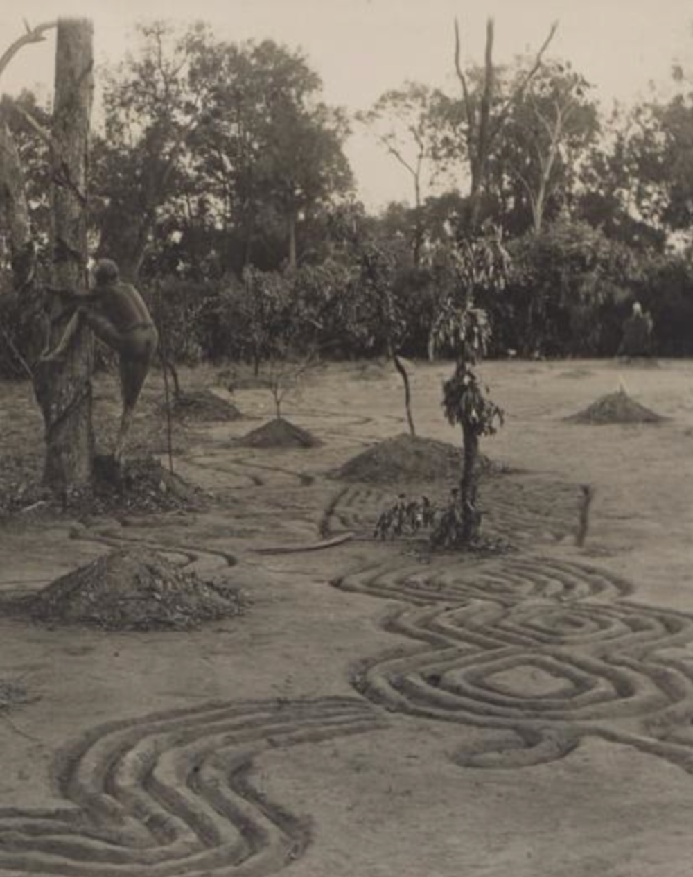 Historical photograph of an Aboriginal Bora ceremonial ground in eastern Australia, showing elaborate spiral earth designs, raised mounds and small trees.