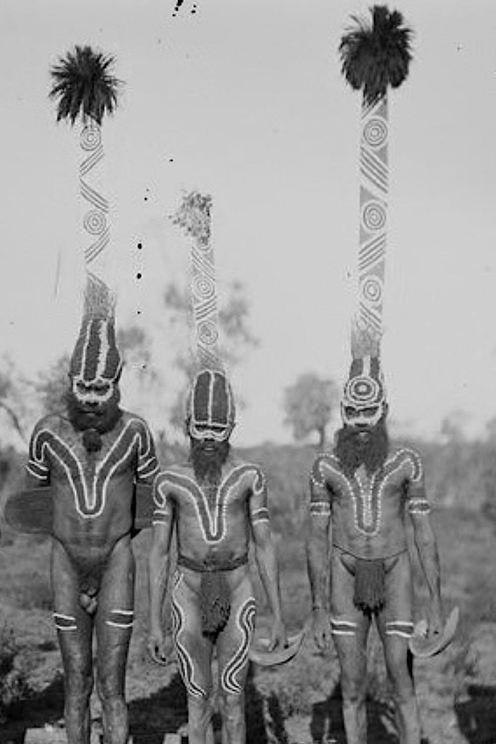 Arrernte men in Central Australia wearing ceremonial Aboriginal body painting and tall decorated headdresses for ritual performance